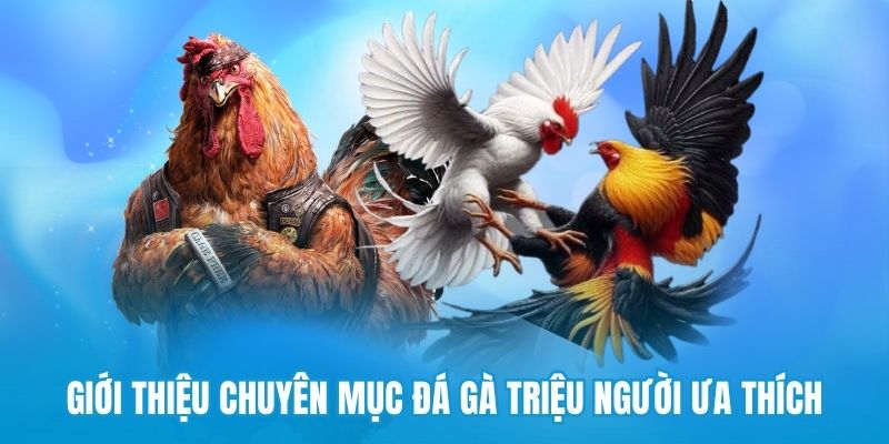 Tìm hiểu về Đá Gà 78Win